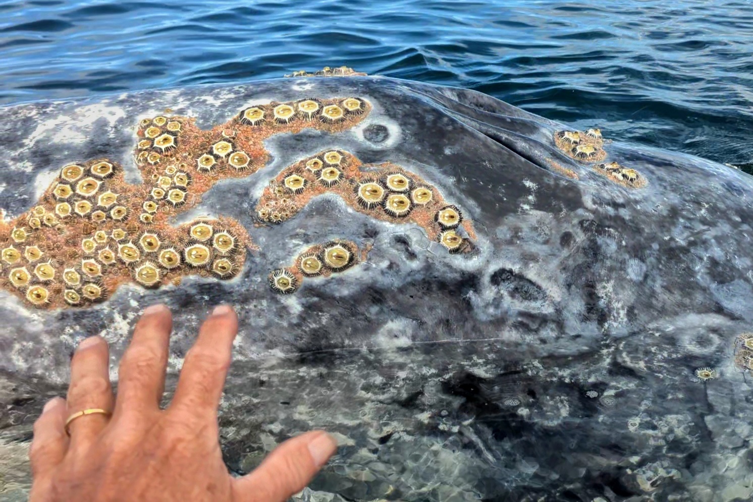 Peau de baleine grise